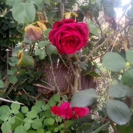 Orotava Ля Оротава