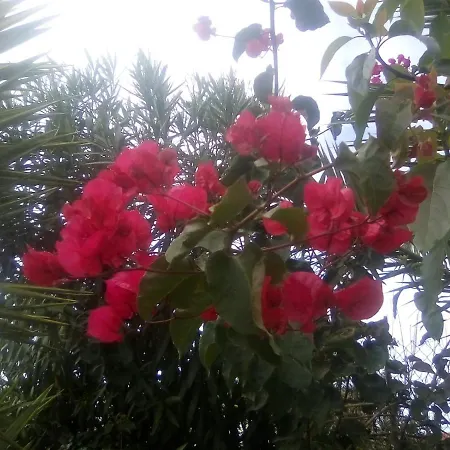 Orotava Ля Оротава