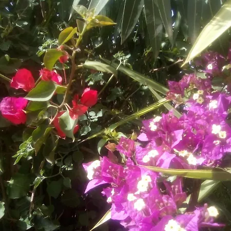 Orotava Хостел *