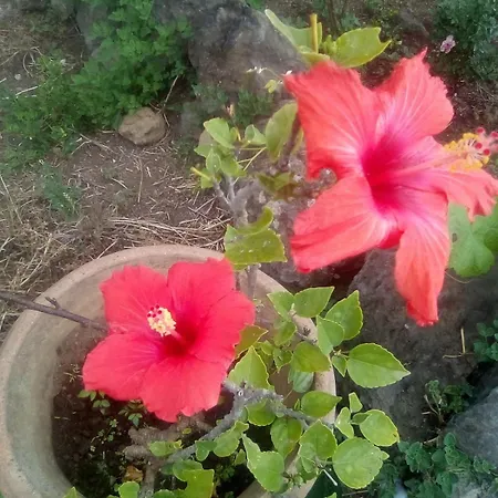 Orotava * La Orotava