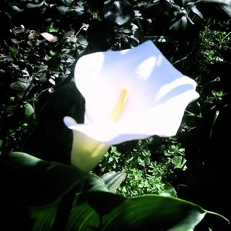 Хостел Orotava