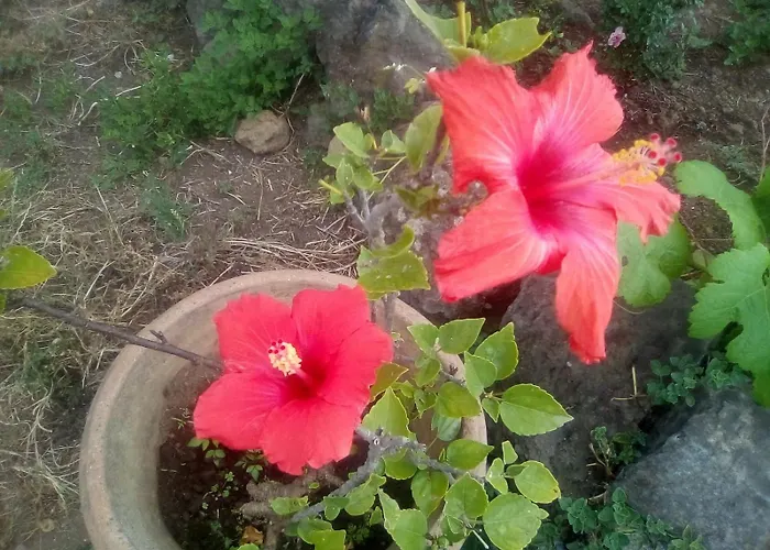 Orotava * 라오로타바