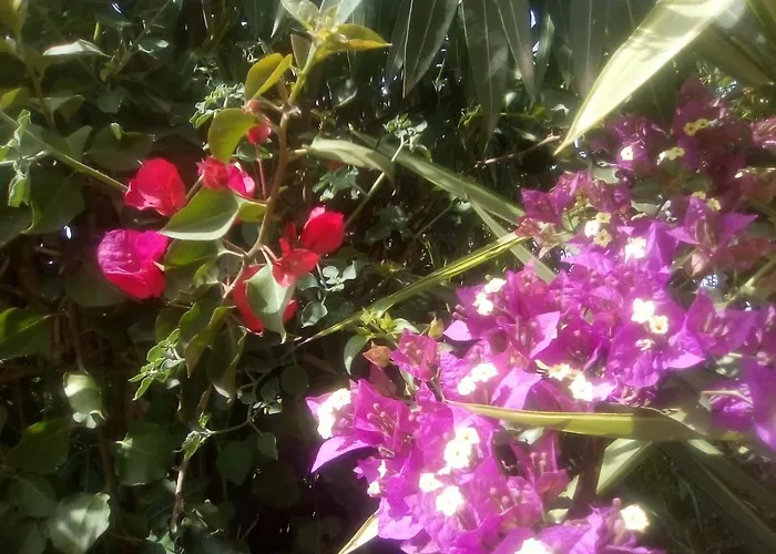 Orotava Vandrarhem *